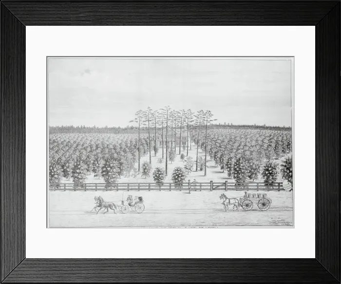 Framed Print : Orange Grove in Florida Framed Print : Orange Grove in Florida