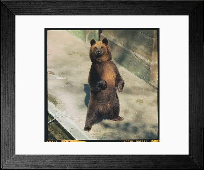 Framed Print : Brown Bear Framed Print : Brown Bear