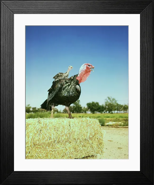 Framed Print : Hen Turkey Balancing Chick upon Back Framed Print : Hen Turkey Balancing Chick upon Back