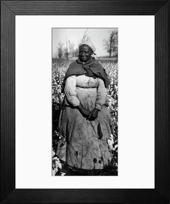 Framed Print : African American Woman in Cotton Field Framed Print : African American Woman in Cotton Field