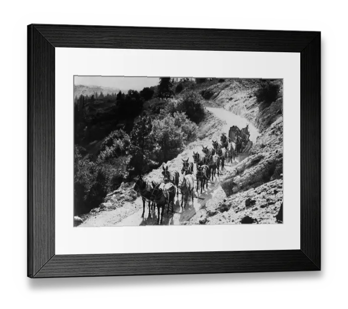 Framed Print : Pack Of Team Mules Going Through Sonora Pass Framed Print : Pack Of Team Mules Going Through Sonora Pass
