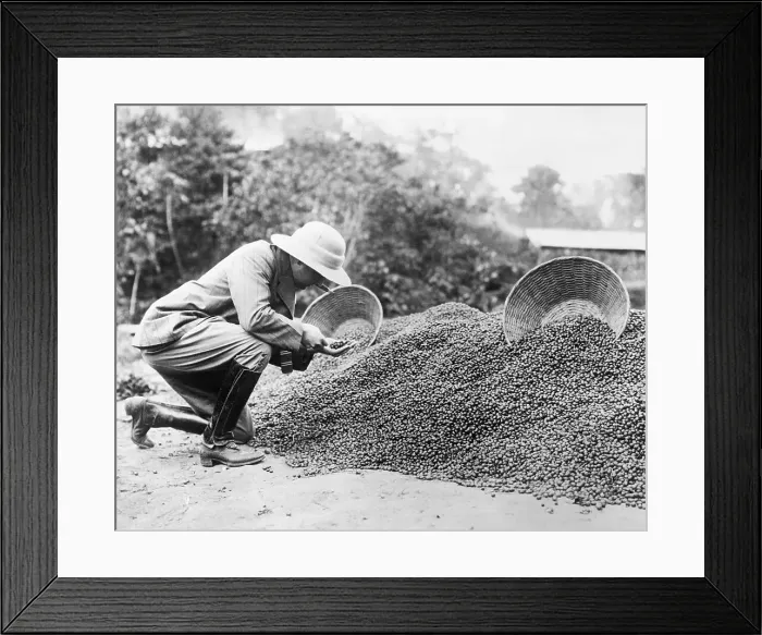 Framed Print : Man Looking At Coffee Beans Framed Print : Man Looking At Coffee Beans