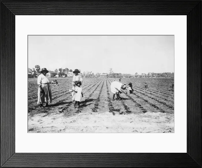 Framed Print : Women And Children Picking Berries Framed Print : Women And Children Picking Berries