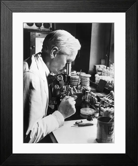 Framed Print : Sir Alexander Fleming in Laboratory Framed Print : Sir Alexander Fleming in Laboratory