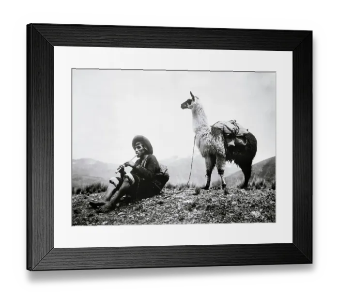 Framed Print : Man And Llama At Rest Framed Print : Man And Llama At Rest