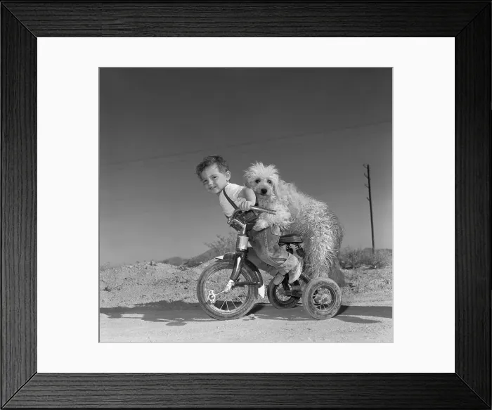 Framed Print : Boy (2-3) with dog biking on tricycle Framed Print : Boy (2-3) with dog biking on tricycle