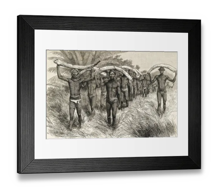 Framed Print : African Workers Carrying Elephant Tusks Framed Print : African Workers Carrying Elephant Tusks