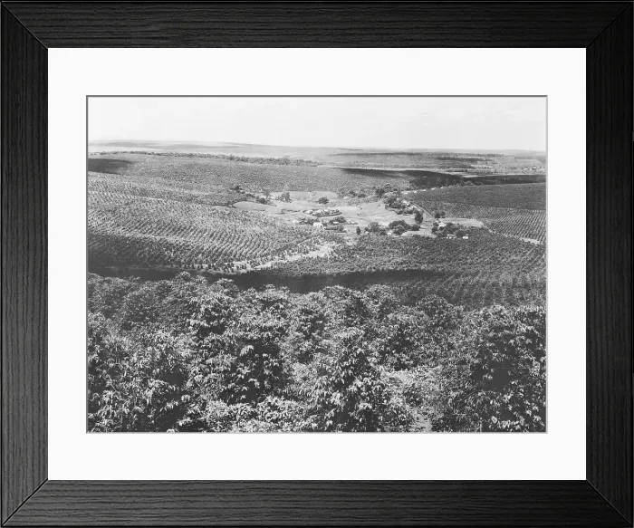 Framed Print : Coffee Plantation in Brazil Framed Print : Coffee Plantation in Brazil