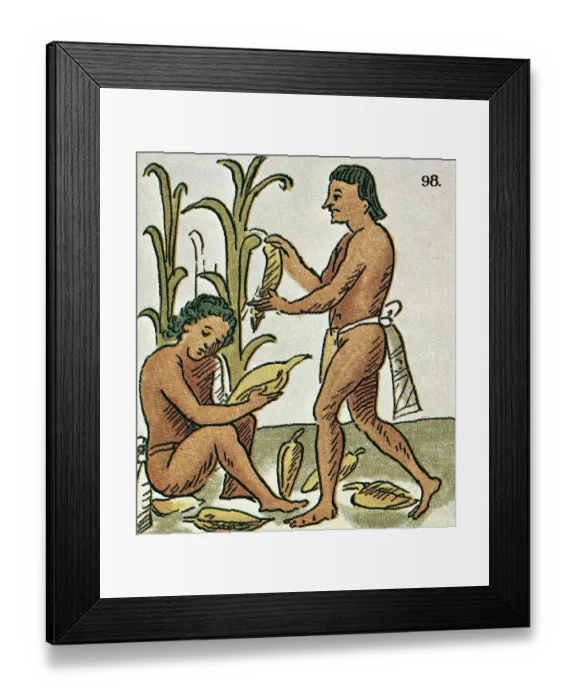 Framed Print : Harvesting Corn Framed Print : Harvesting Corn