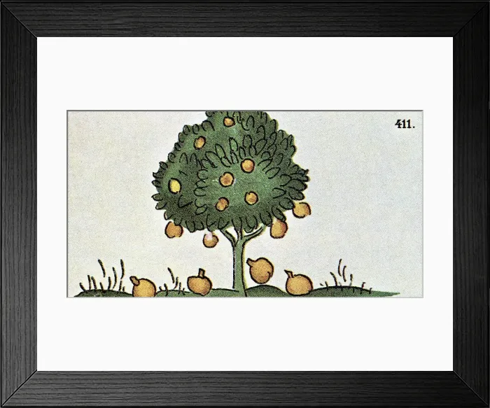 Framed Print : Sapodilla Fruit Tree Framed Print : Sapodilla Fruit Tree