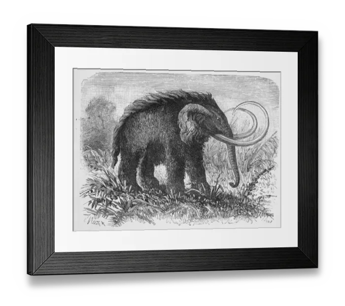Framed Print : Woolly Mammoth Framed Print : Woolly Mammoth