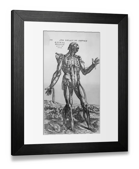 Framed Print : The Muscular System Framed Print : The Muscular System