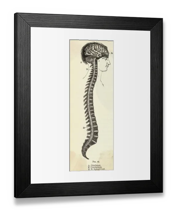 Framed Print : Anatomical Diagram of Brain and Spinal Cord Framed Print : Anatomical Diagram of Brain and Spinal Cord