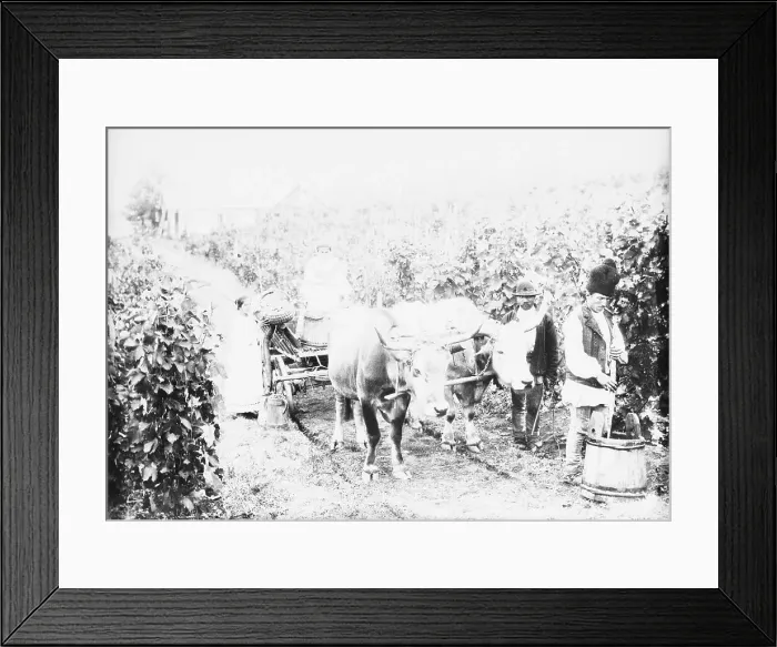 Framed Print : Romanian Farmers Harvesting Grapes for Wine Framed Print : Romanian Farmers Harvesting Grapes for Wine