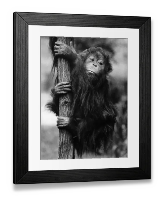 Framed Print : Orangutan Clinging to Tree Framed Print : Orangutan Clinging to Tree