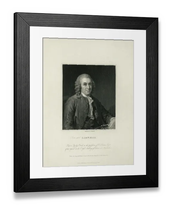 Framed Print : Portrait of Carl Von Linne Framed Print : Portrait of Carl Von Linne