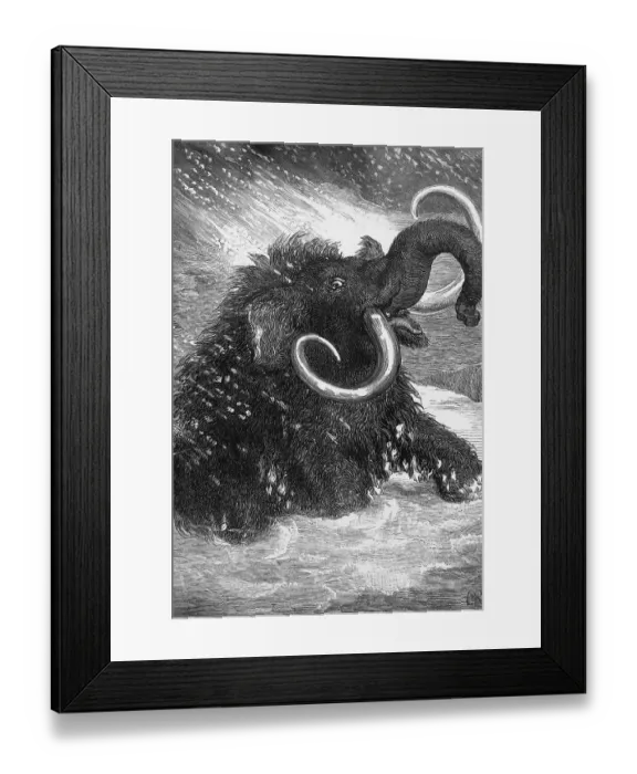 Framed Print : Mammoth. (Original Caption). The last of the mammoths Framed Print : Mammoth. (Original Caption). The last of the mammoths
