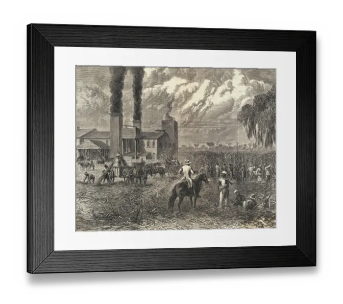 Framed Print : Plantation Workers Harvesting Sugar Framed Print : Plantation Workers Harvesting Sugar