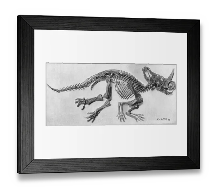 Framed Print : Dinosaur Fossil Framed Print : Dinosaur Fossil