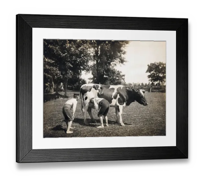 Framed Print : Boy Squirting Cow's Milk Framed Print : Boy Squirting Cow's Milk