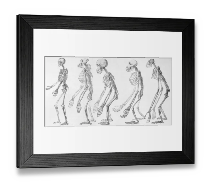 Framed Print : Chart Showing Human Evolution Framed Print : Chart Showing Human Evolution