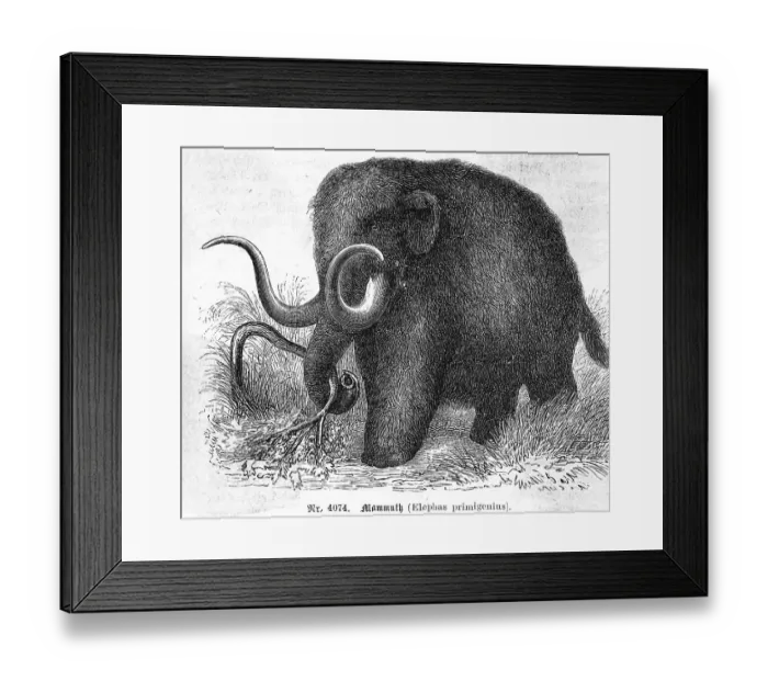 Framed Print : Mammoth. (Original Caption). Mammoth (elephas primigenius)