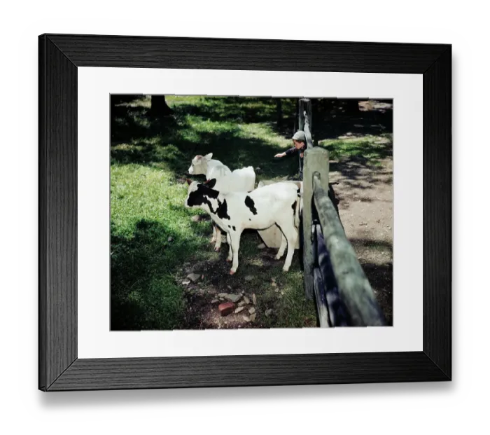 Framed Print : Boy with Calves Framed Print : Boy with Calves