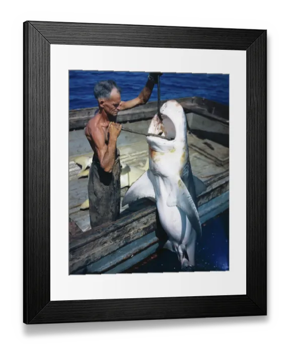 Framed Print : Man Prying Open the Mouth of a Shark Framed Print : Man Prying Open the Mouth of a Shark