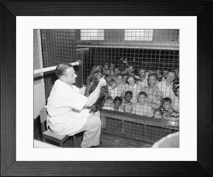 Framed Print : Man Holding a Baby Gorilla Framed Print : Man Holding a Baby Gorilla