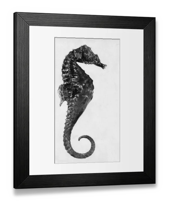 Framed Print : Seahorse. (Original Caption). Close-up photo of a seahorse. Undated photograph. BPA2#2455 Framed Print : Seahorse. (Original Caption). Close-up photo of a seahorse. Undated photograph. BPA2#2455