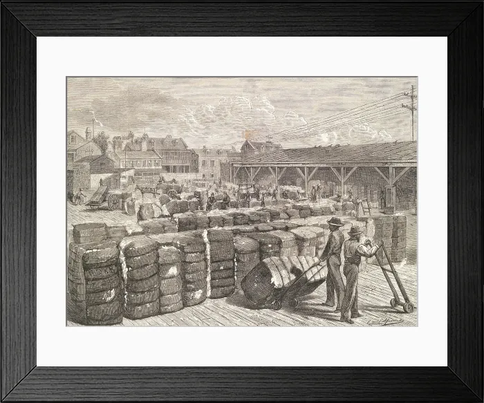 Framed Print : Engraving of Stevedores Loading Cotton Bales Framed Print : Engraving of Stevedores Loading Cotton Bales