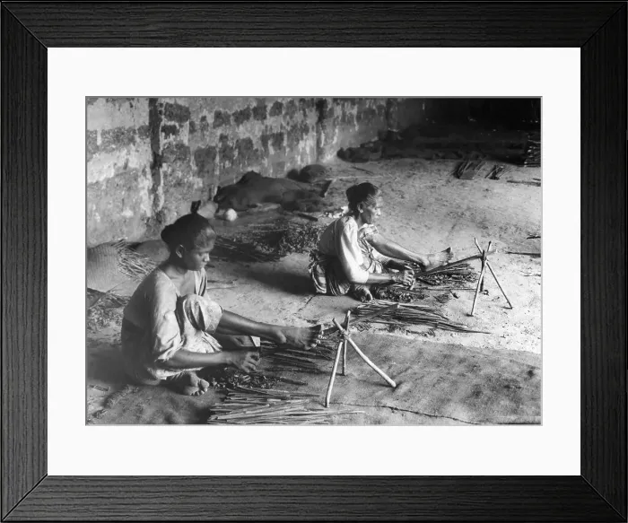 Framed Print : Women Stripping Cinnamon, Ceylon-India Framed Print : Women Stripping Cinnamon, Ceylon-India