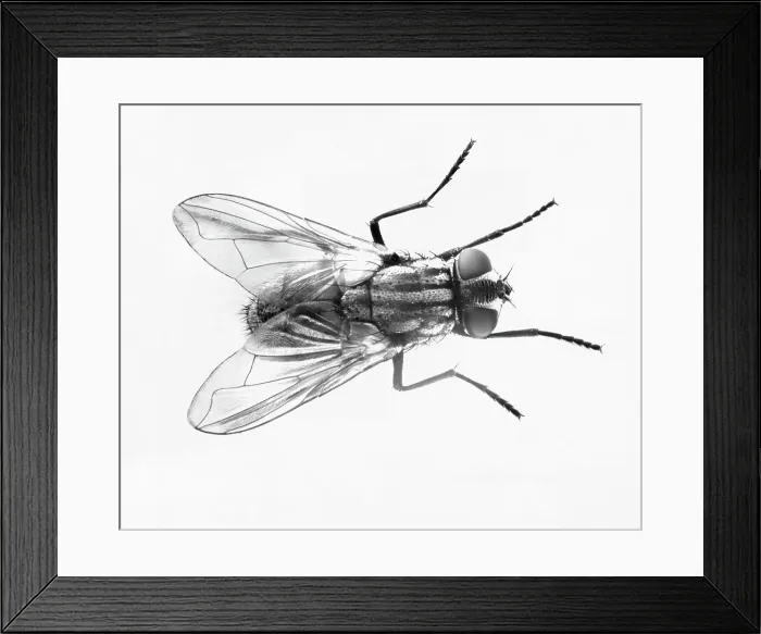 Framed Print : House Fly. (Original Caption). Common house fly Framed Print : House Fly. (Original Caption). Common house fly