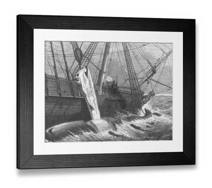 Framed Print : Whale Fishing Framed Print : Whale Fishing
