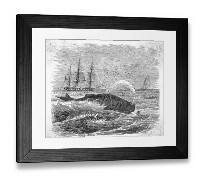 Framed Print : Whale Being Harpooned Framed Print : Whale Being Harpooned