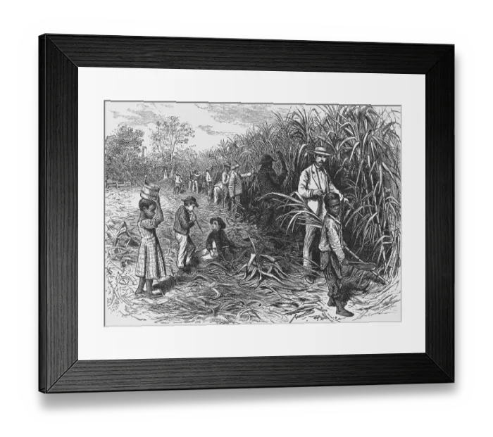 Framed Print : Workers Cutting Sugar Cane Framed Print : Workers Cutting Sugar Cane
