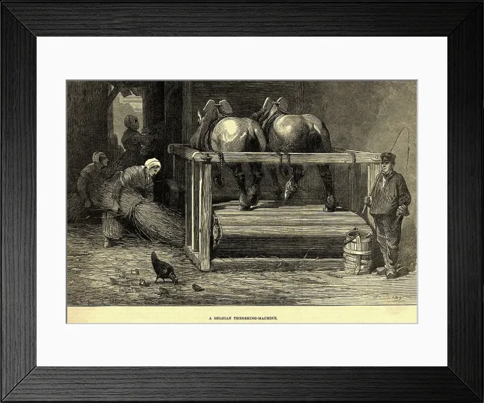 Framed Print : Horses on a Belgian Threshing Machine Framed Print : Horses on a Belgian Threshing Machine