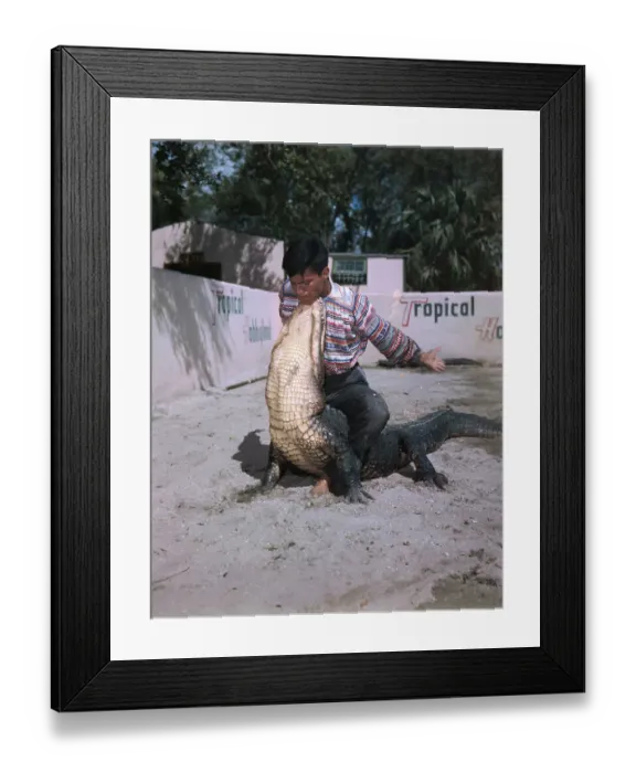 Framed Print : Man Wrestling Alligator Framed Print : Man Wrestling Alligator