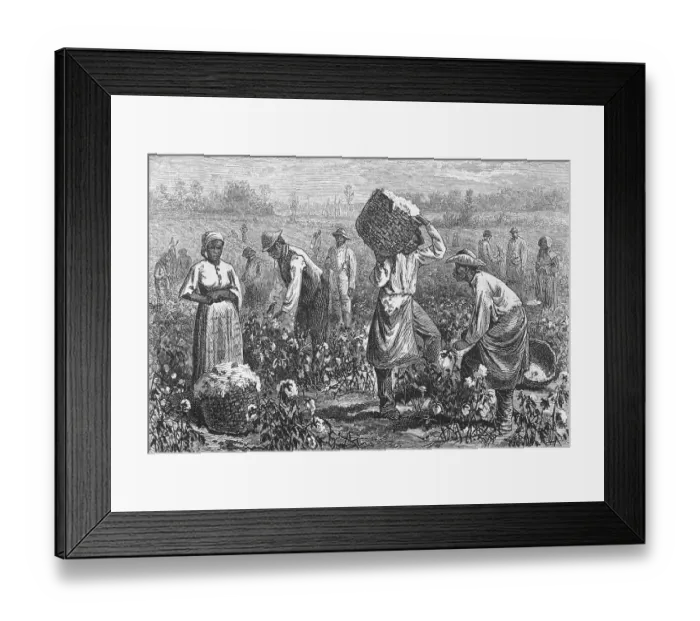 Framed Print : Workers Picking Cotton Framed Print : Workers Picking Cotton