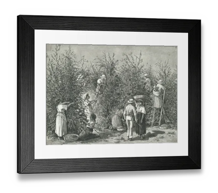 Framed Print : Workers Picking Ripe Berries from Trees