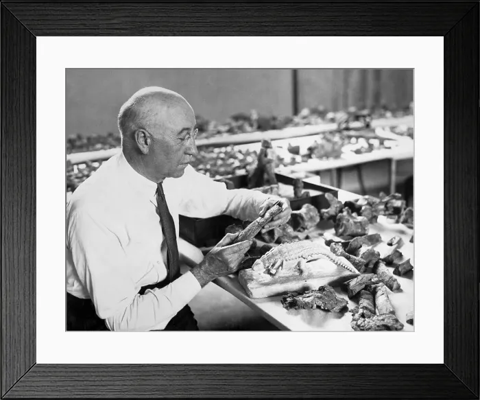 Framed Print : Barnum Brown Working on Dinosaur Model Framed Print : Barnum Brown Working on Dinosaur Model