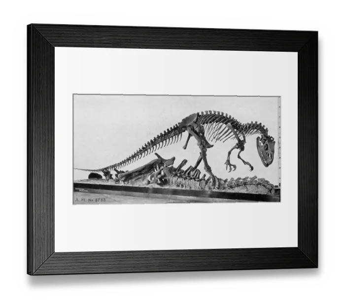 Framed Print : Allosaurus Dinosaur Skeleton Framed Print : Allosaurus Dinosaur Skeleton