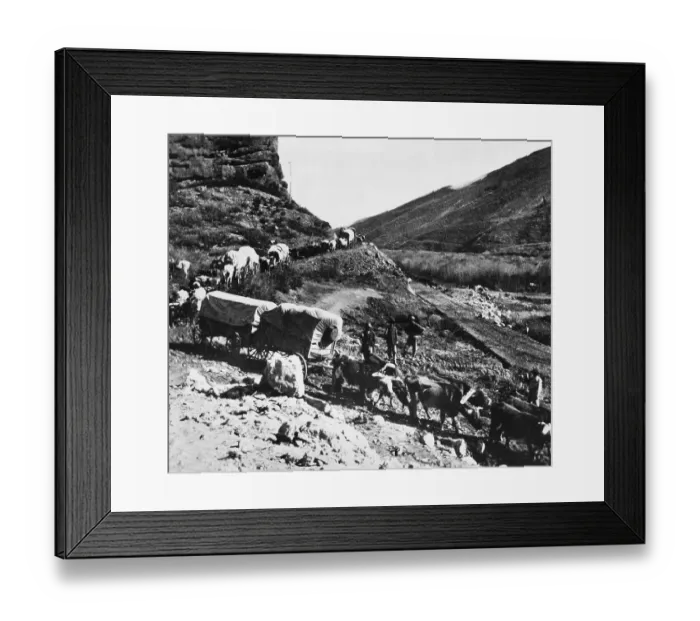 Framed Print : Oxen Draw Supply Train for Building RR Framed Print : Oxen Draw Supply Train for Building RR