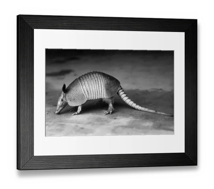 Framed Print : Nine-Banded Armadillo Framed Print : Nine-Banded Armadillo