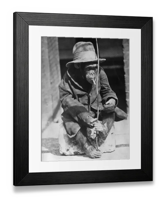 Framed Print : Monkey wearing jacket smoking cigarette Framed Print : Monkey wearing jacket smoking cigarette