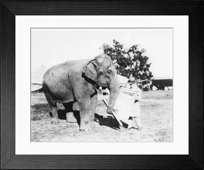 Framed Print : Elephant Signing Movie Contract Framed Print : Elephant Signing Movie Contract