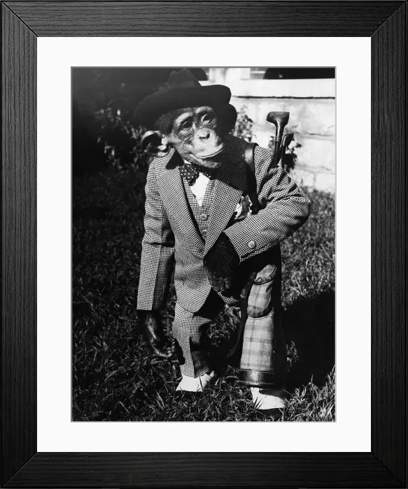 Framed Print : Portrait of dressed- up chimp Framed Print : Portrait of dressed- up chimp