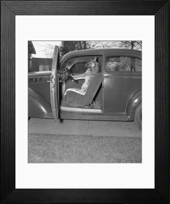 Framed Print : Kangaroo sitting inside of car, smoking pipe Framed Print : Kangaroo sitting inside of car, smoking pipe