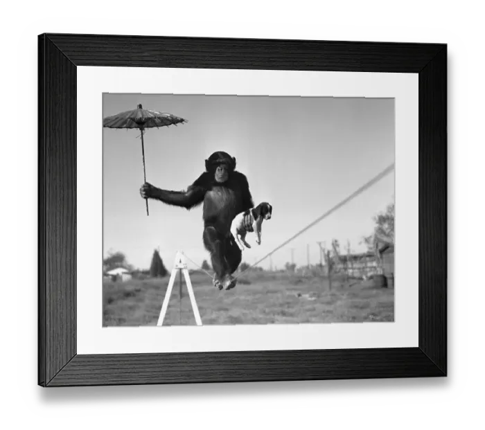 Framed Print : Chimp balancing on line with umbrella and puppy Framed Print : Chimp balancing on line with umbrella and puppy