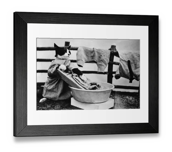 Framed Print : Dressed- up cat washing clothes in wash tub Framed Print : Dressed- up cat washing clothes in wash tub